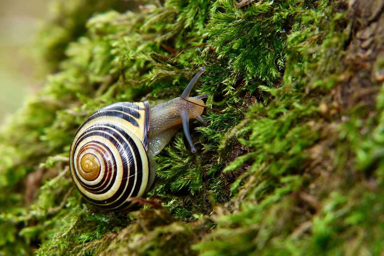 What Are the Best Practices for Preventing Future Tears?