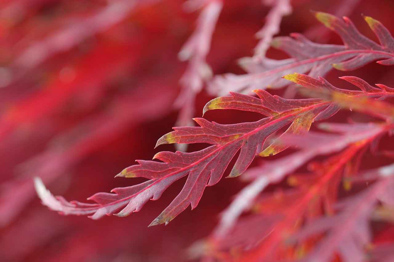 Why Choose a Slip Dress for Fall?