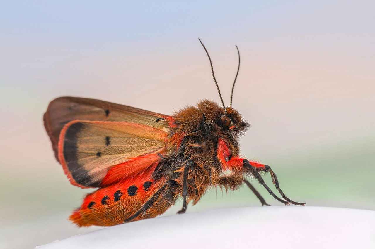 How to Handle an Active Moth Infestation?