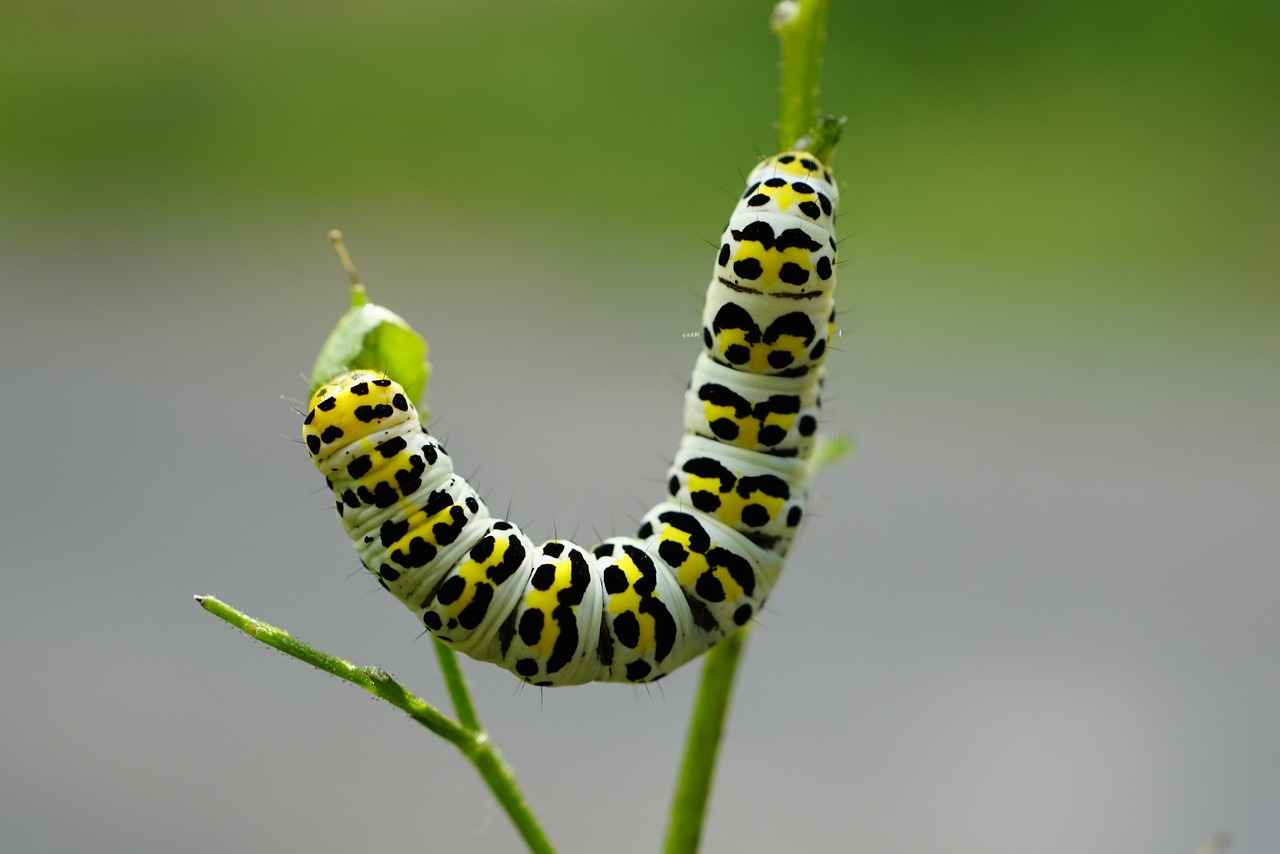 How to Identify Moth Infestations?