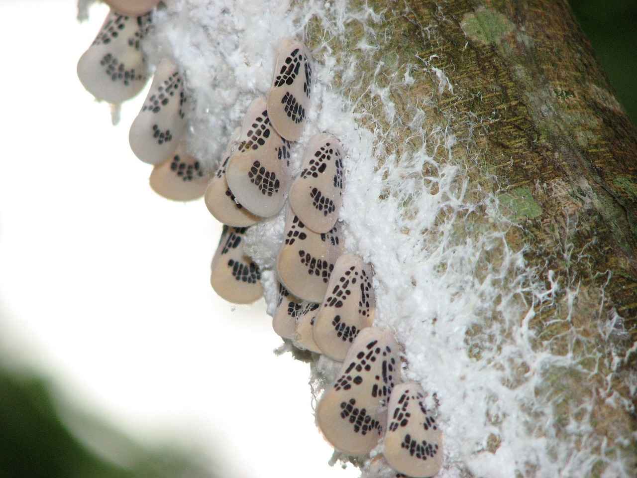 Silk vs. Satin Night Dresses: How to Care for Each Fabric Properly 6 How to Wash Silk Night Dresses?