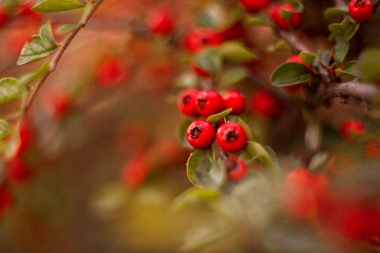 The Best Closet Storage Tips to Keep Your Night Dresses Organized 9 What Role Does Climate Control Play?