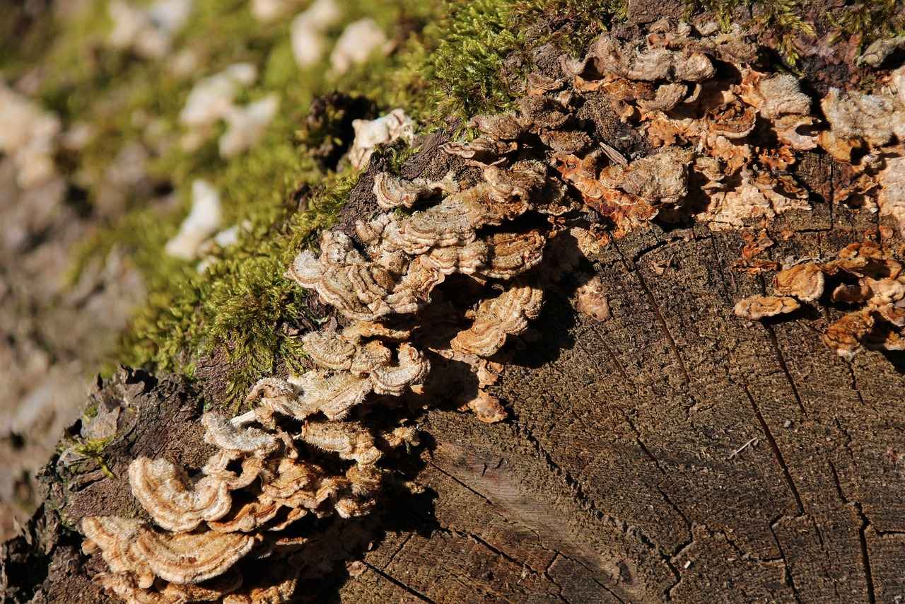 Top Sustainable Materials for Night Dresses