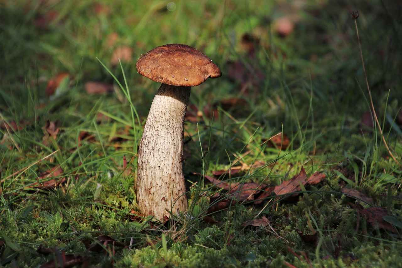 Can You Remove Blood Stains from Night Dresses?