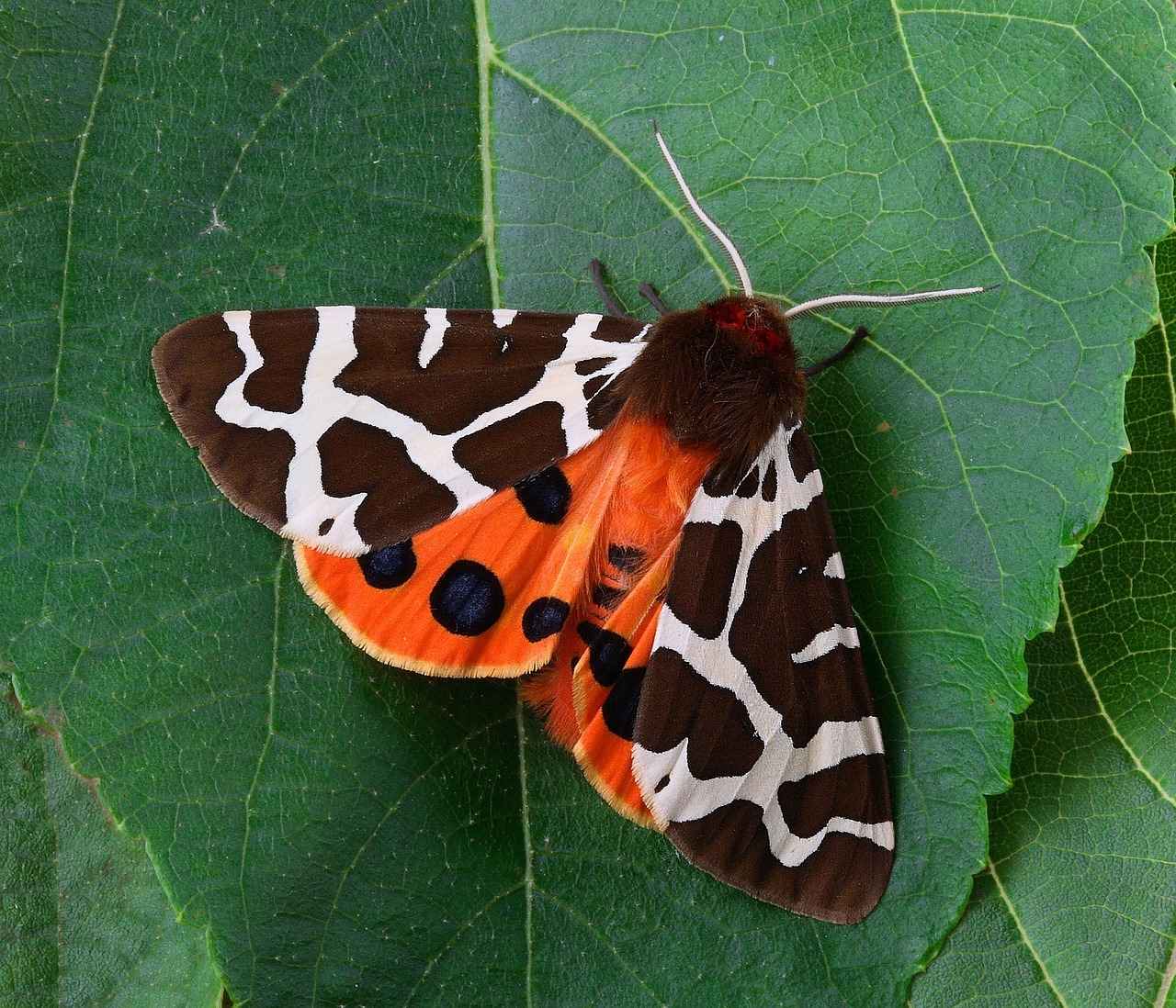 How to Protect Your Night Dresses from Moths and Fabric Damage