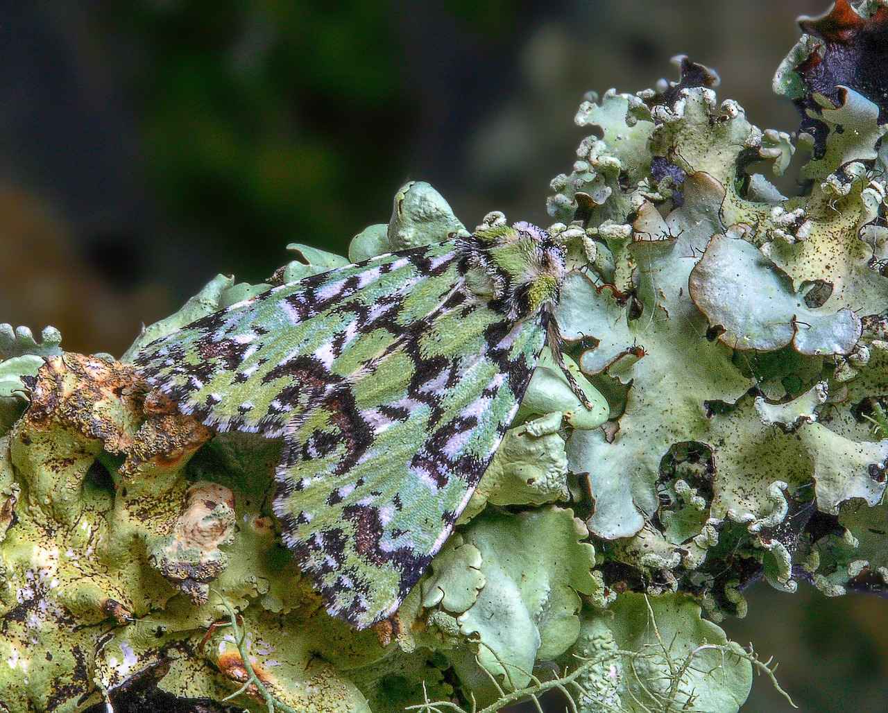 Long-Term Strategies for Moth Prevention