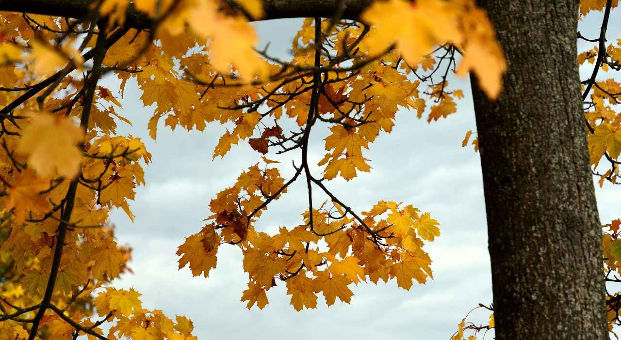 Color Palettes: What Works for Fall?